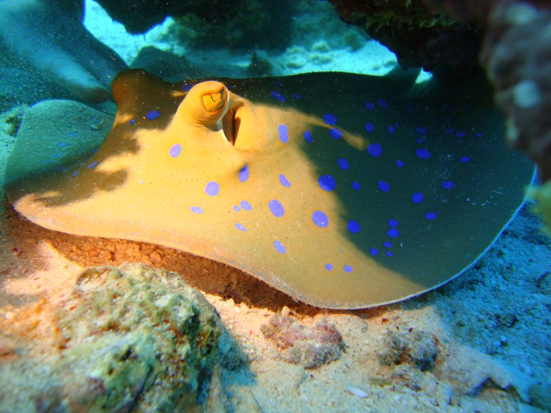 Синепятнистый скат-хвостокол Синепятнистый скат-хвостокол