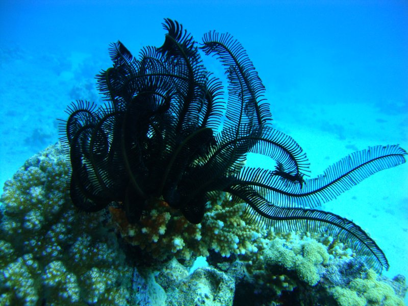 Лилия - Олигометра зубчатоперая Лилия - Олигометра зубчатоперая