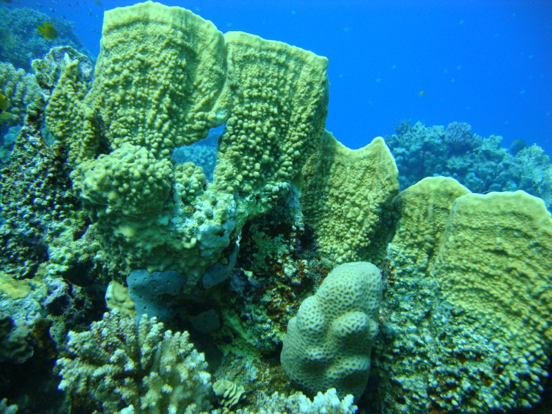 Гидроиды - Пластинчатая милеопора Гидроиды - Пластинчатая милеопора