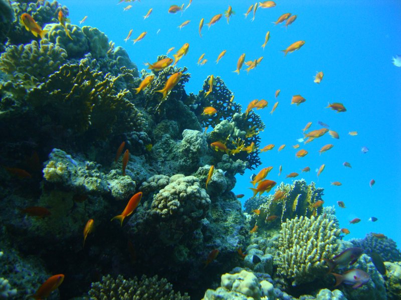 Псевдантиасы Псевдантиасы