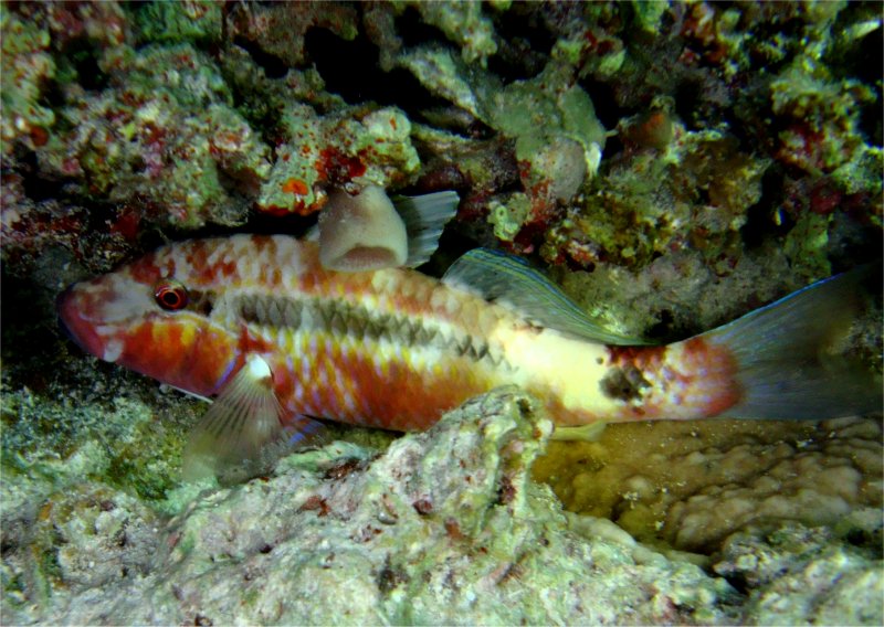 Туманный тамарин Туманный тамарин