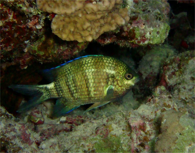 Желтохвостый абудефдуф Желтохвостый абудефдуф