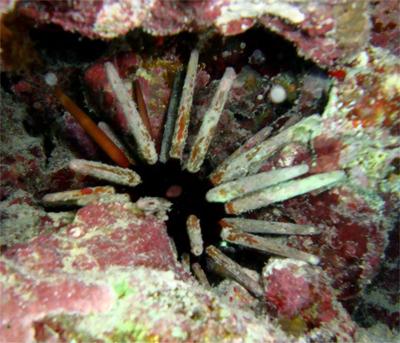 Императорский ёж Императорский ёж