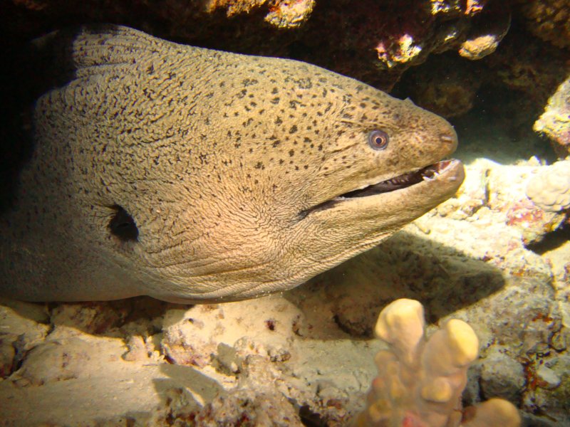Гигантская мурена Гигантская мурена