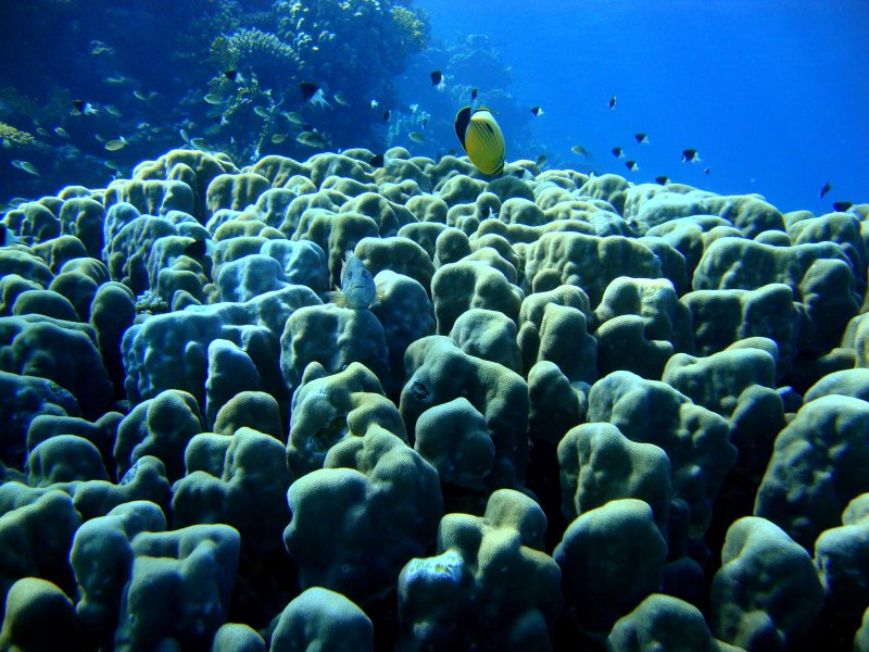 Кораллы - Поритес узелковый Кораллы - Поритес узелковый