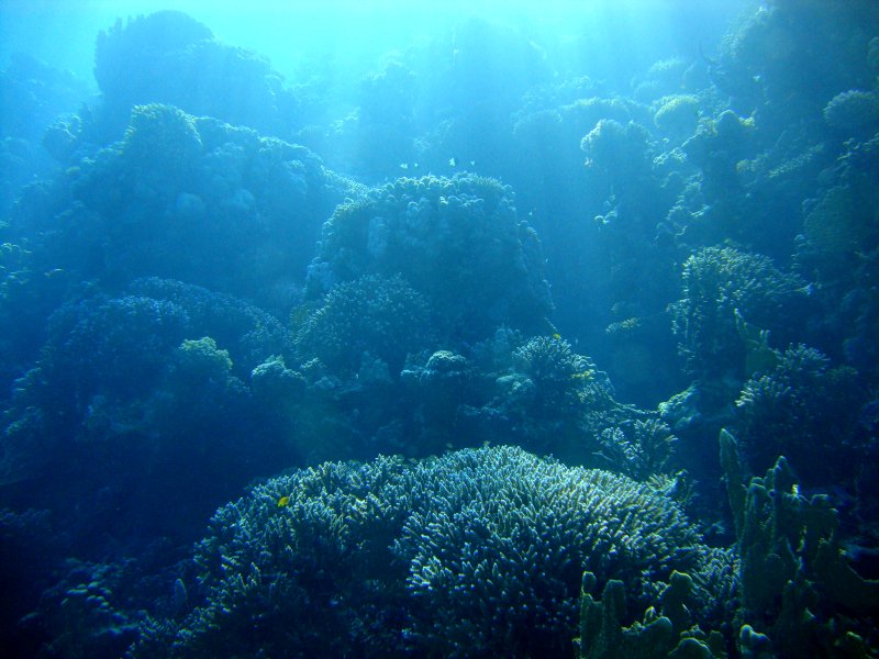 На коралловых холмах На коралловых холмах