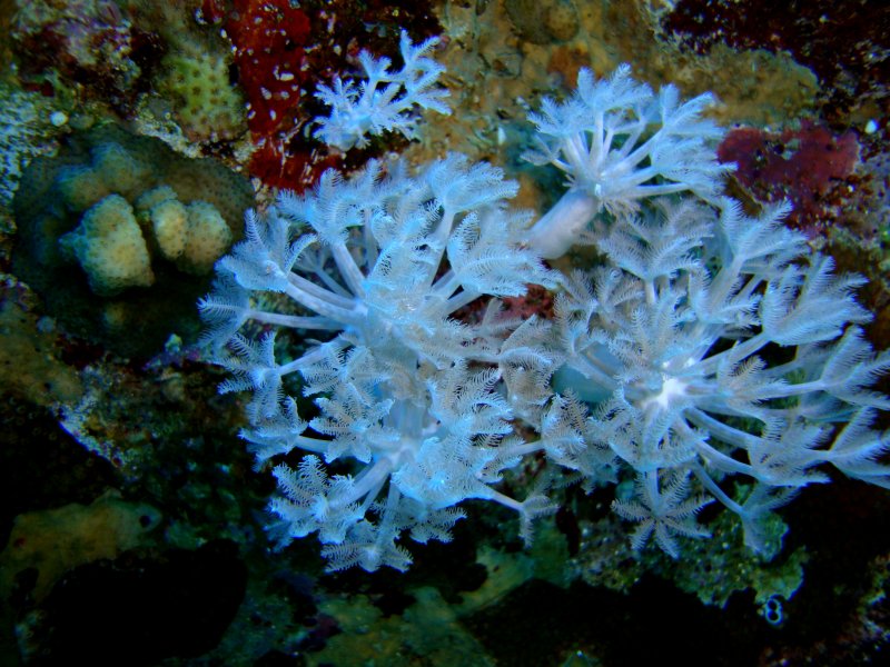 Ксения зонтичная Ксения зонтичная