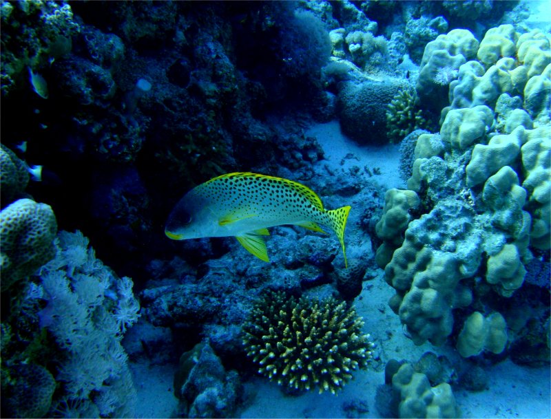 Лимонный сладкогуб Лимонный сладкогуб