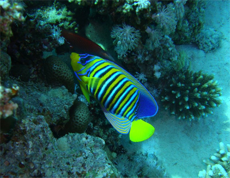 Королевская рыба-ангел Королевская рыба-ангел