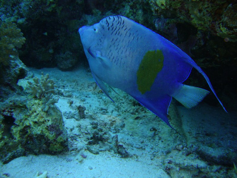 Аравийская рыба-ангел Аравийская рыба-ангел