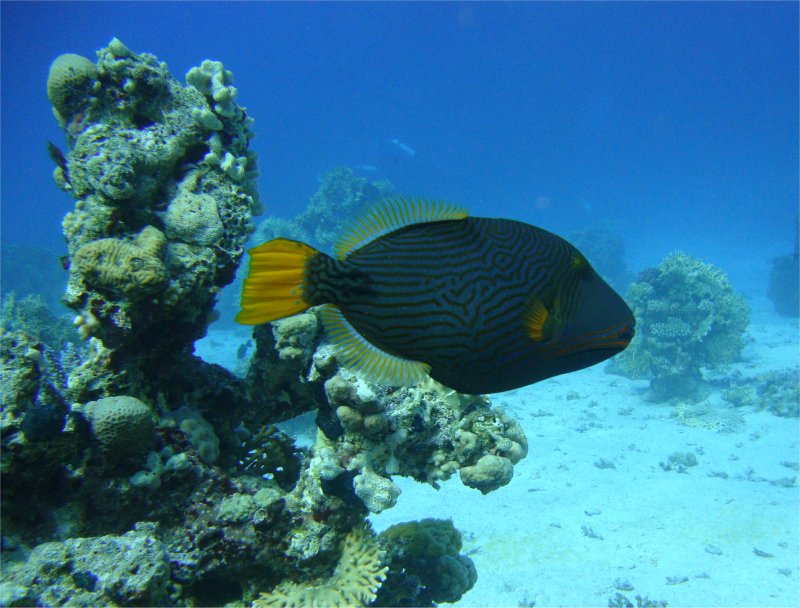 Оранжевопёрый спинорог Оранжевопёрый спинорог