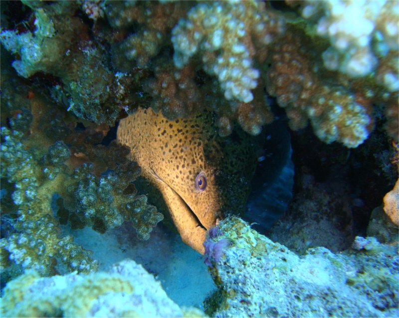 Эти глаза напротив... Эти глаза напротив...
