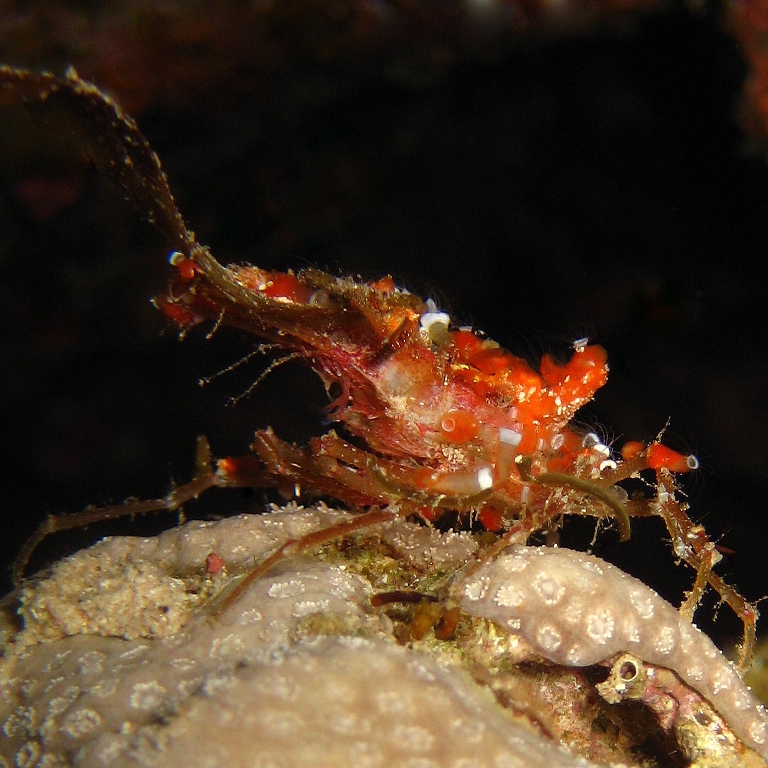 Краб-губконос. Краб-губконос.