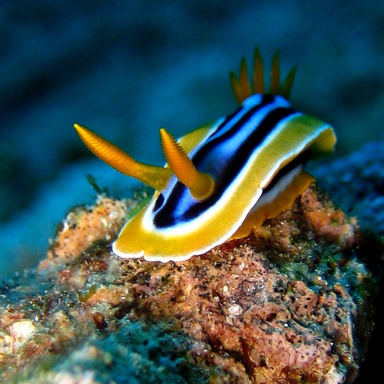 Голожаберник. Голожаберник.