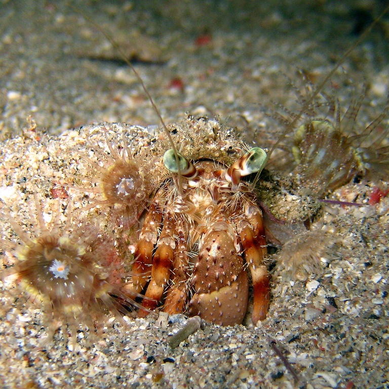 Анемоновый рак-отшельник.