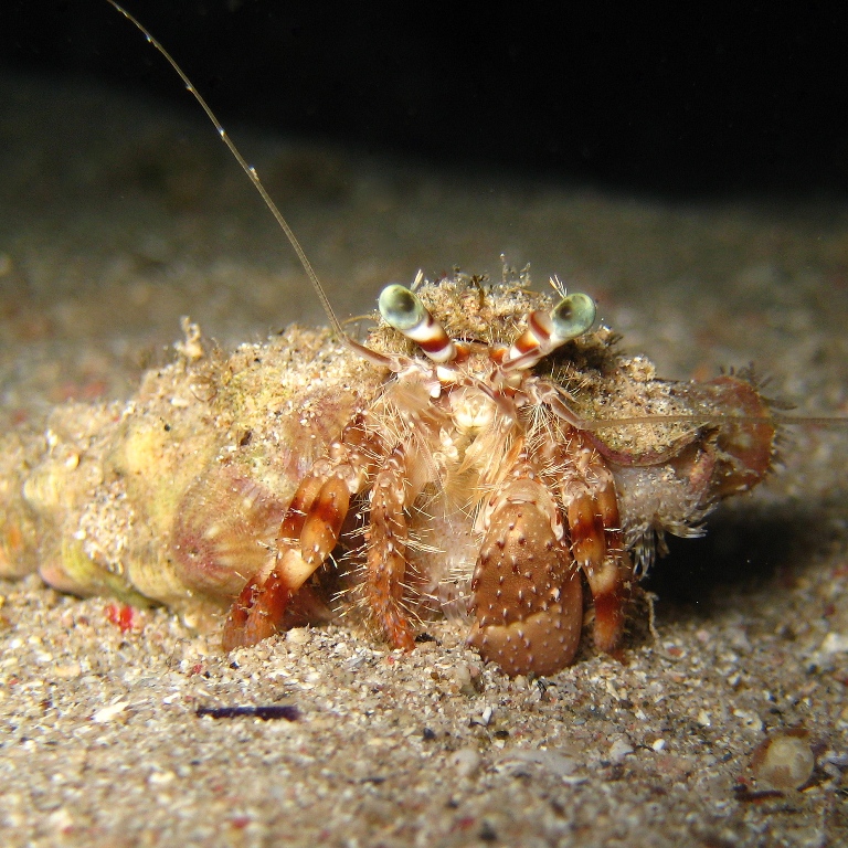 Анемоновый рак-отшельник. Анемоновый рак-отшельник.