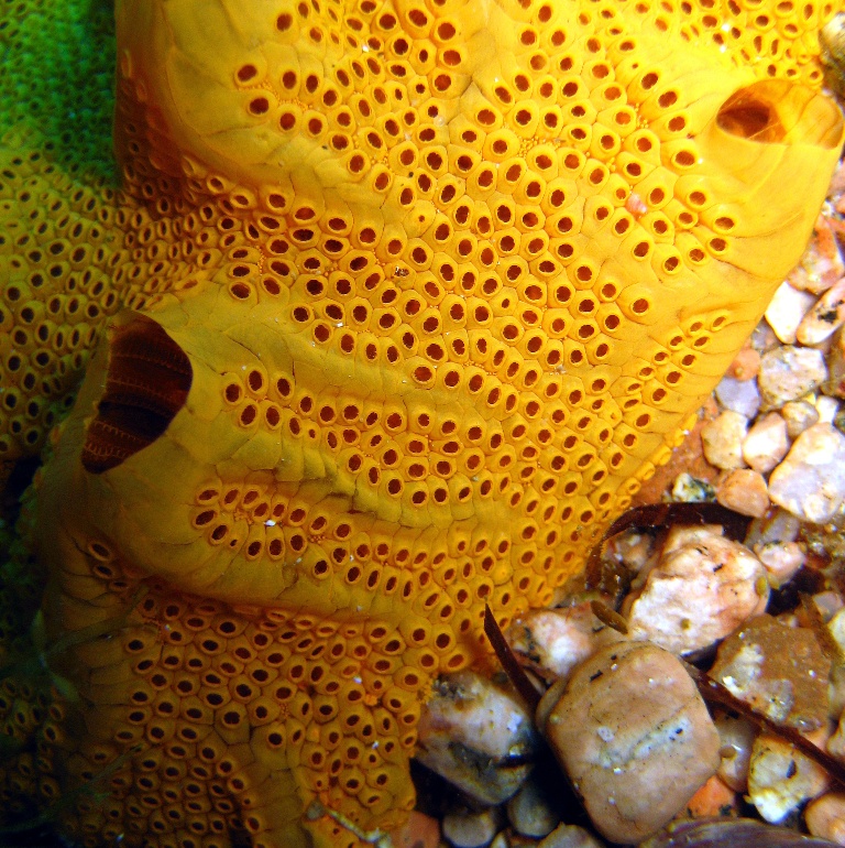 Колониальные асцидии. Колониальные асцидии.