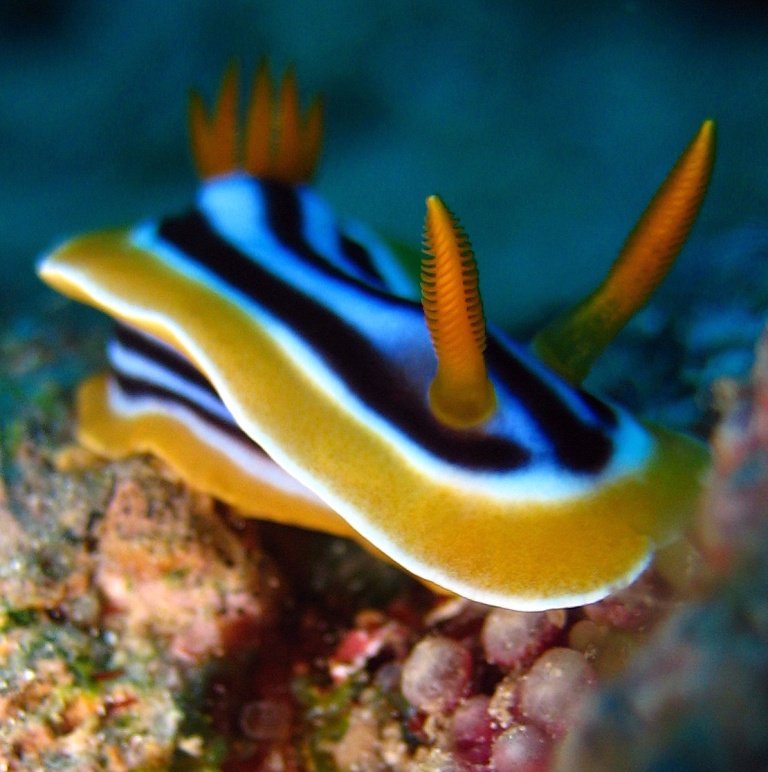 Голожаберный моллюск. Голожаберный моллюск.