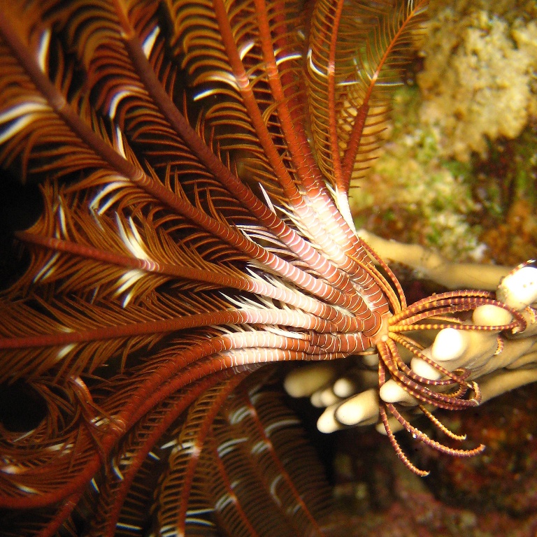 Морская лилия. Морская лилия.