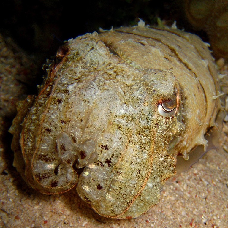 Каракатица Прашада. Каракатица Прашада.