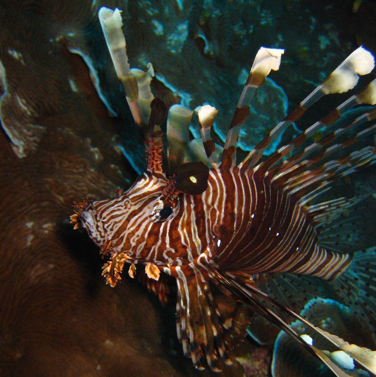 Крылатка-воин. Крылатка-воин.