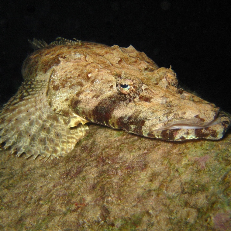 Рыба-крокодил. Рыба-крокодил.