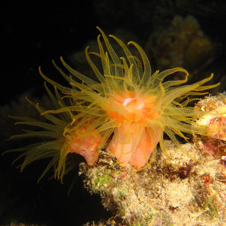 Солнечный коралл. Солнечный коралл.