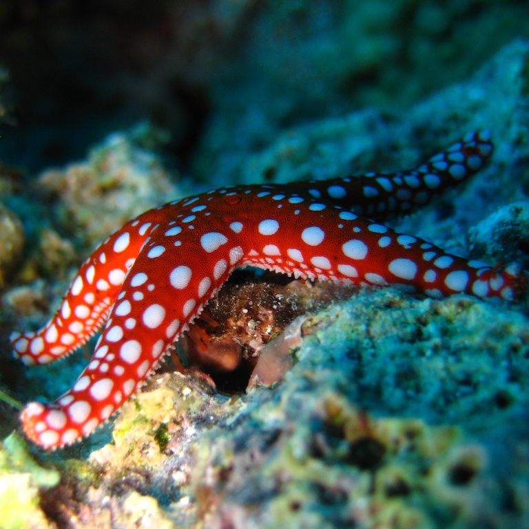 Морская звезда. Морская звезда.