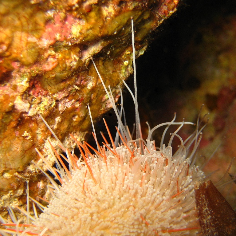 Морской ёж. Морской ёж.