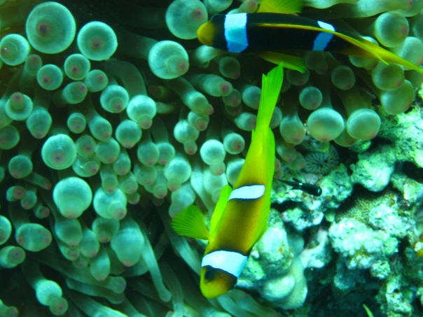 НГ 2011 Хургада НГ 2011 Хургада