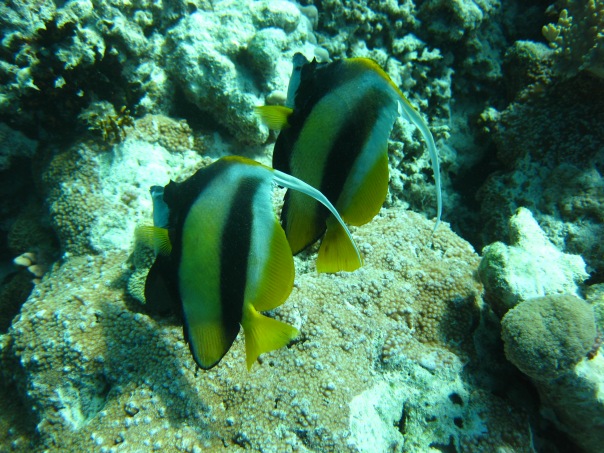 НГ 2011 Хургада НГ 2011 Хургада