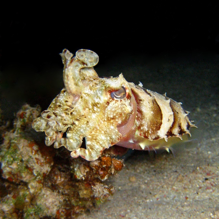 Каракатица. Каракатица.