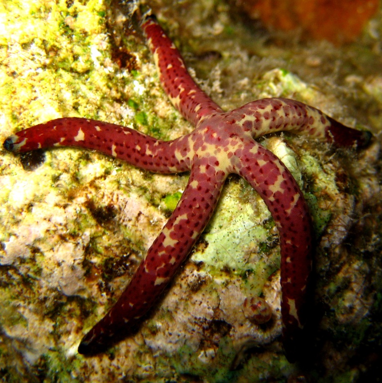 Морская звезда. Морская звезда.