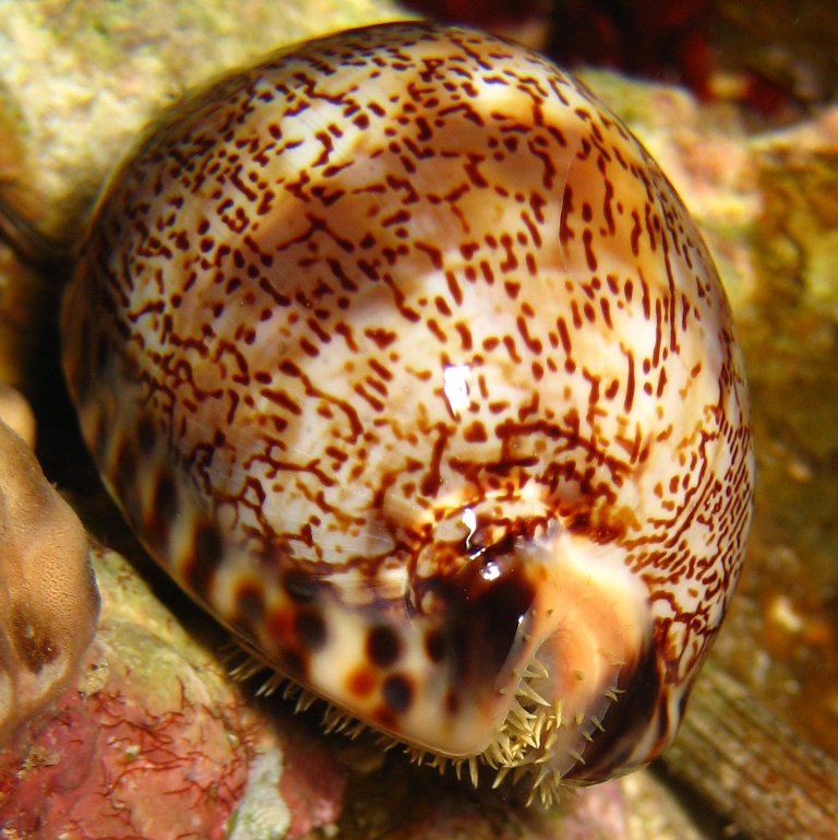 Тигровая Ципрея или Арабская Каури. Тигровая Ципрея или Арабская Каури.