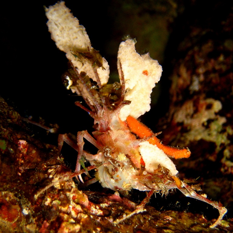 Краб-губконос. Краб-губконос.