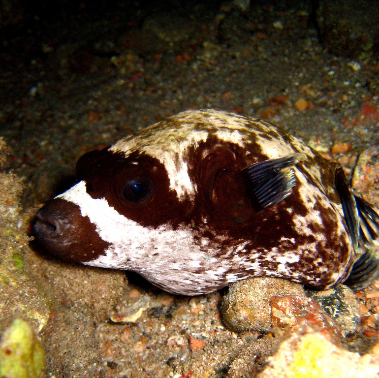 Масковый иглобрюх. Масковый иглобрюх.