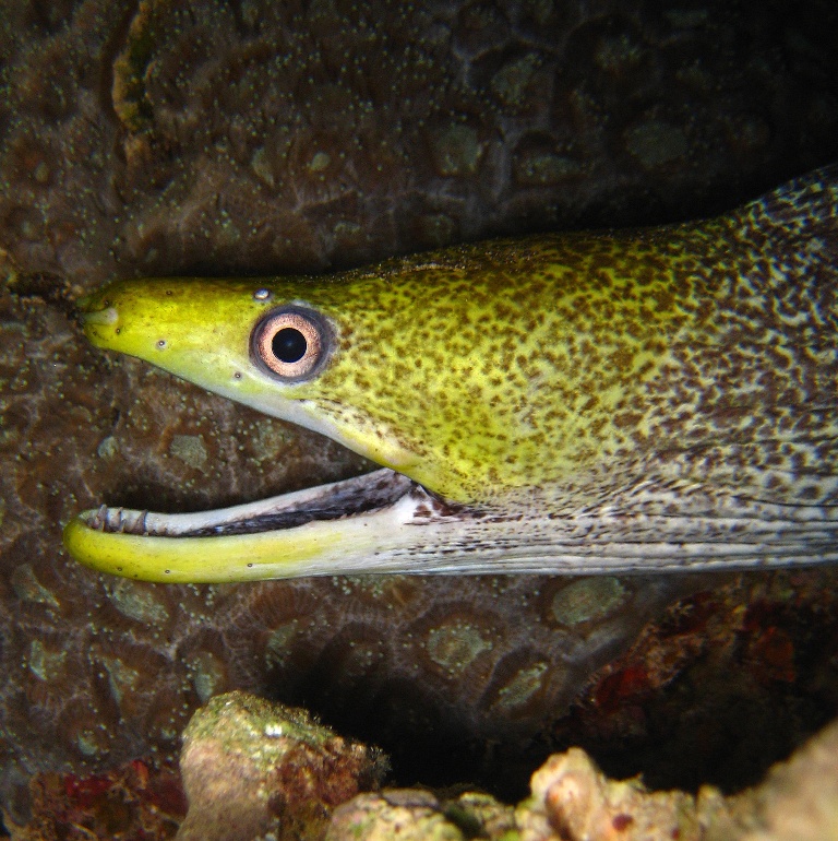 Волнистая мурена. Волнистая мурена.