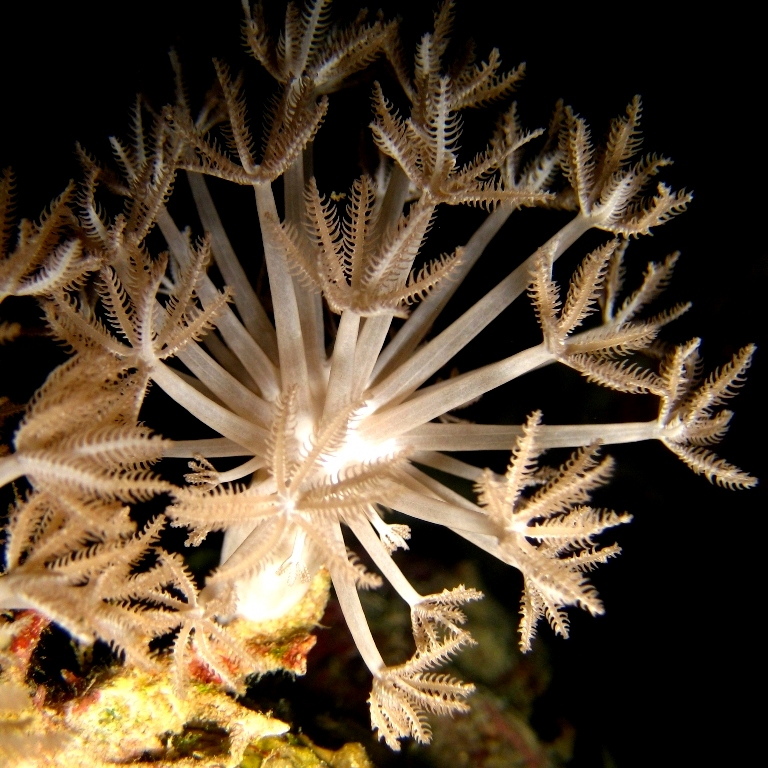 Ксения, мягкий коралл. Ксения, мягкий коралл.