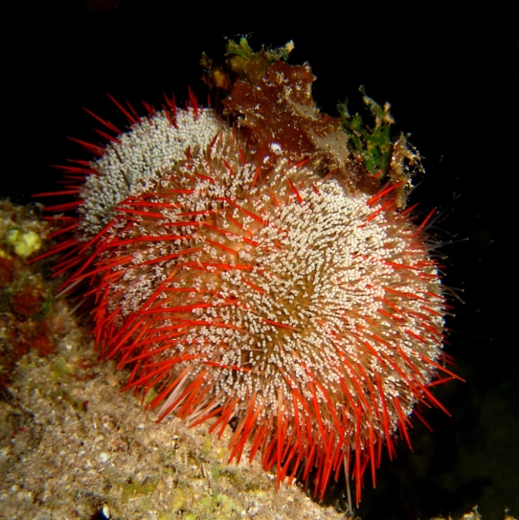 Морской ёж. Морской ёж.