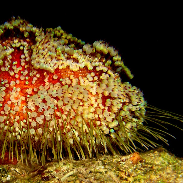 Морской ёж. Морской ёж.