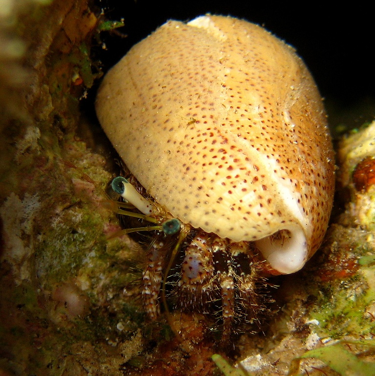 Рак-отшельник.