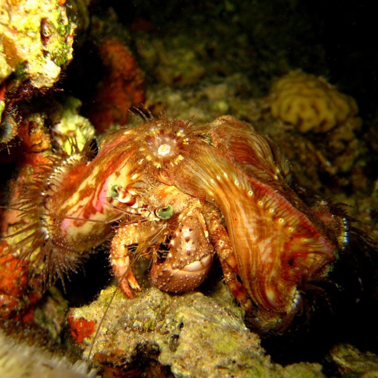 Рак-отшельник.