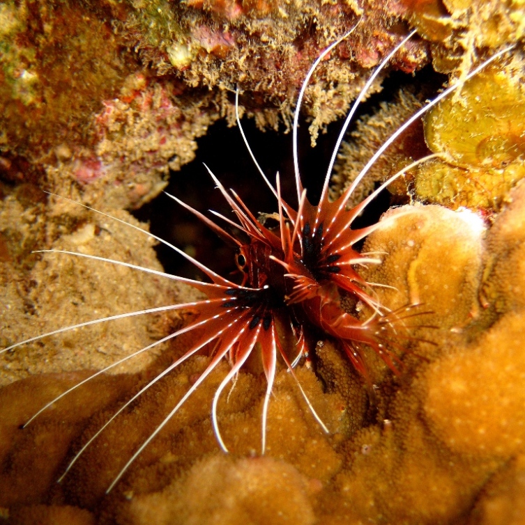 Лучистая крылатка.