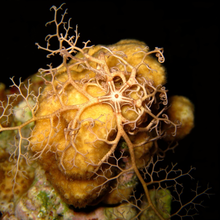 Молодая офиура Горгоноцефал. Молодая офиура Горгоноцефал.