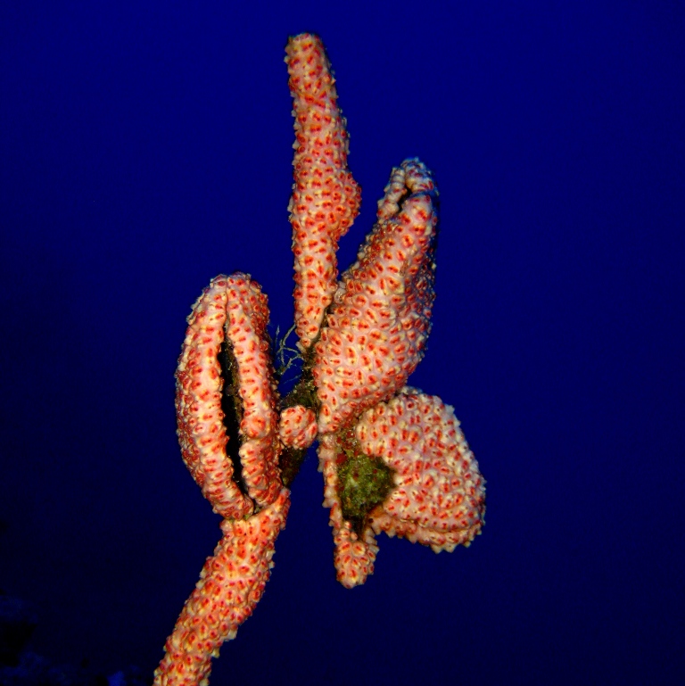 Абрикосовые асцидии.