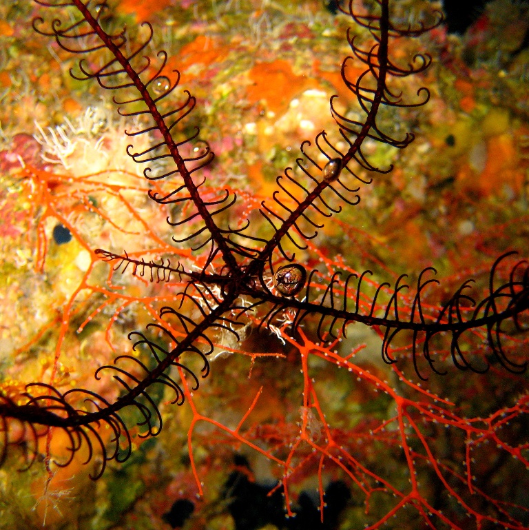 Морская лилия.