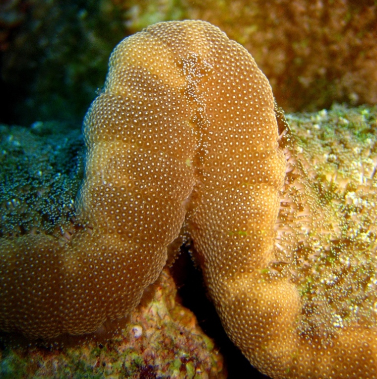 Липкая актиния.