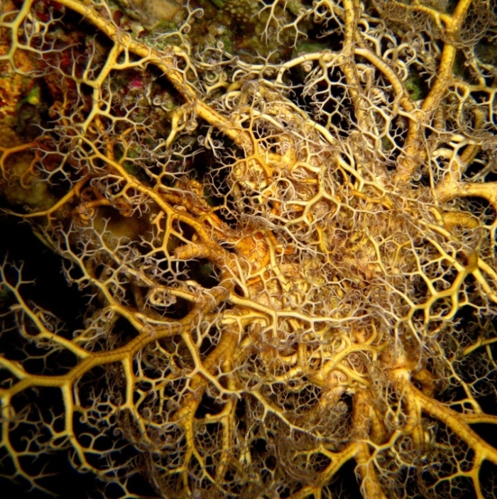 Горгоноцефал, офиура.