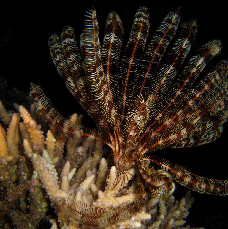 Морская лилия.