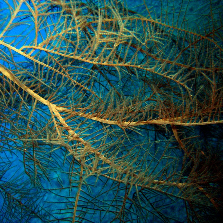 Чёрный коралл. Чёрный коралл.